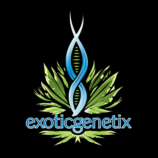 exotic-genetix-cannabis-seeds-c