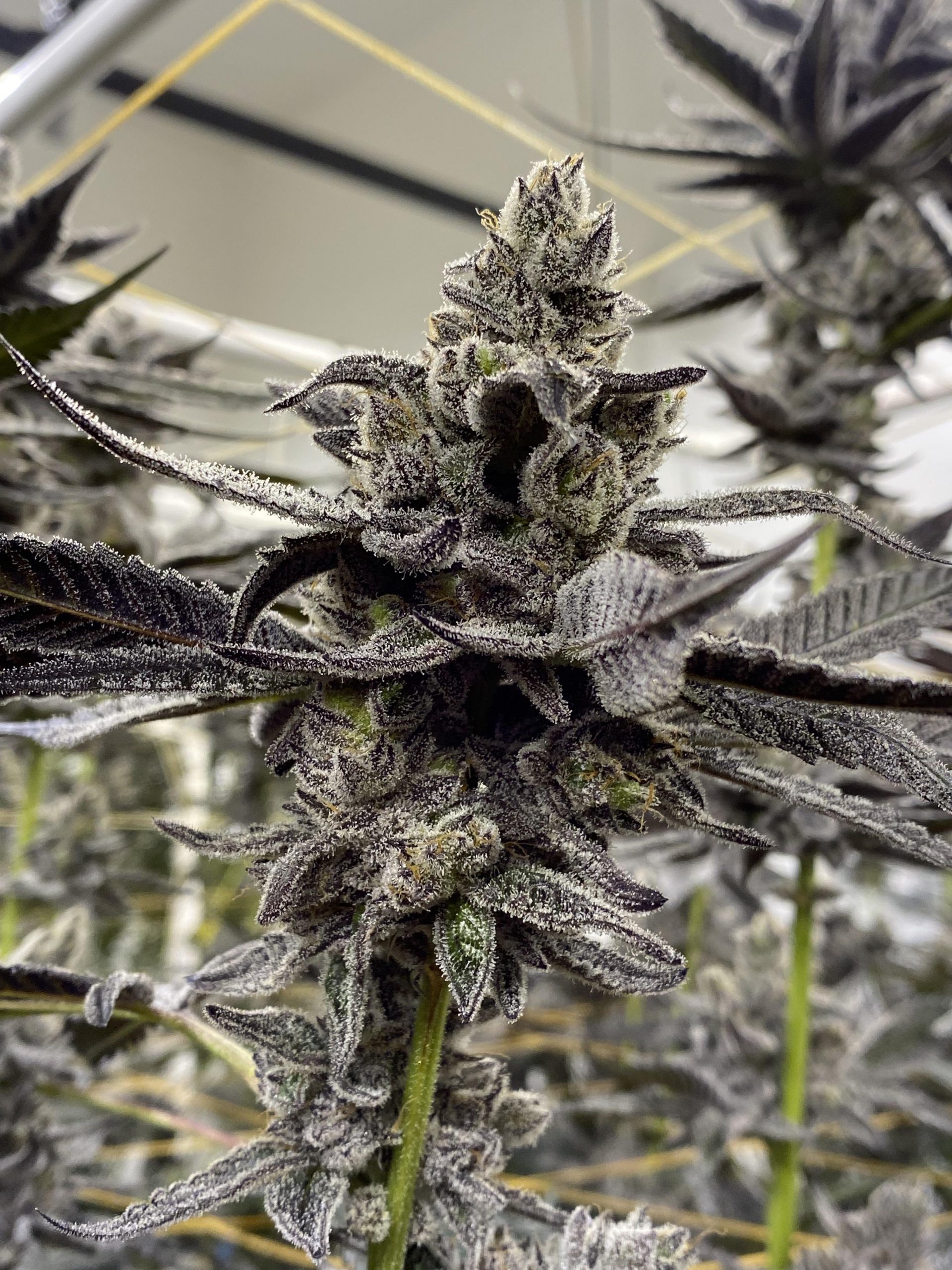 White Truffle Clones GG4 X Peanut Butter Breath Clones On Fire
