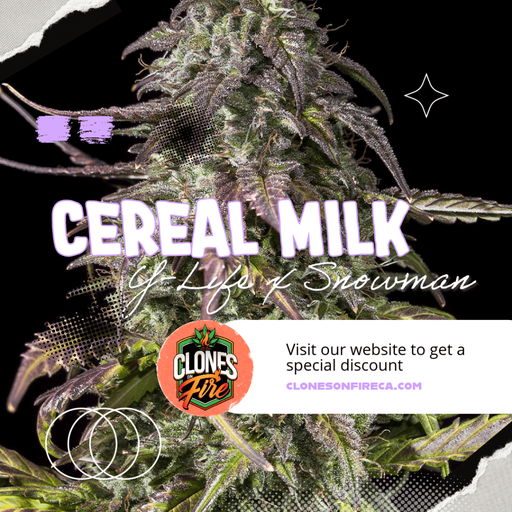 Cereal Milk Clones (YLife x Snowman) Clones On Fire