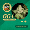 GG4 Teens