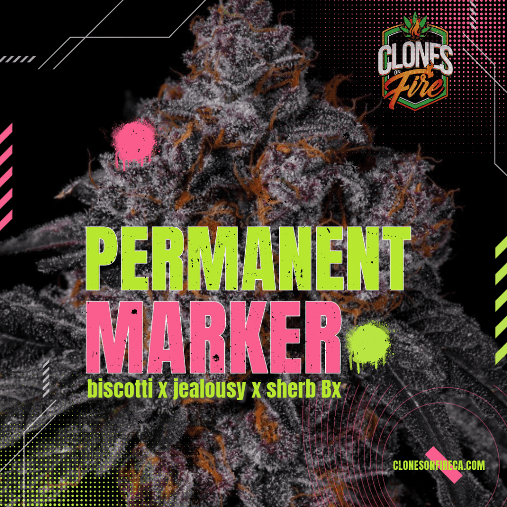 Permanent Marker Clones (Biscotti x Jealousy x Sherbet BX) Clones On Fire