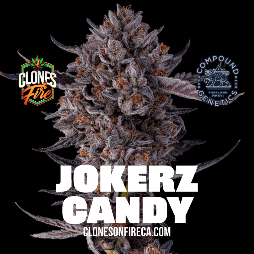 Jokerz Candy Clones (Gummiez X Grape Gas) Clones On Fire