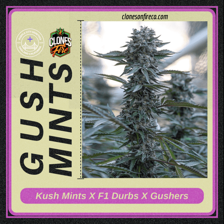 Gush Mints Teens (Kush Mints x F1 Durbs x Gushers) Clones On Fire
