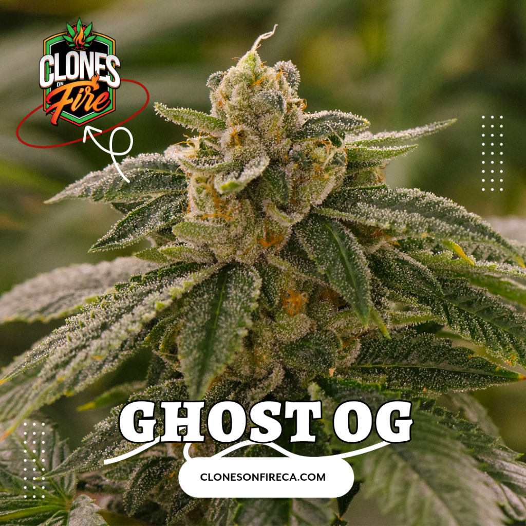 Ghost OG Clones (Afghani x OG Kush) Clones On Fire