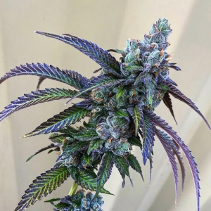 Exotic Genetix - Rainbow Chip F2 (10 pk) (Regs)