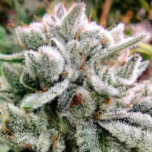 Gorilla Glue #4 (Josey Wales Cut) (Shipping Only)