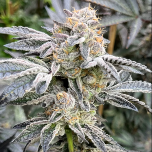 Girl Scout Cookies (Forum Cut) (Shipping Only)