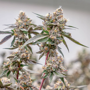 Lemon Cherry Gelato (Packpack Boyz Cut) (Shipping Only)