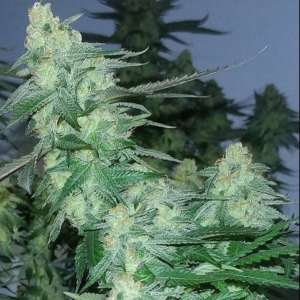 AJ Sour Diesel (Philly Cut) (Shipping Only)