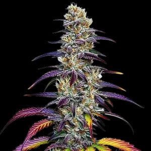 Alien Rock Candy (Alien Genetics) (Shipping Only)