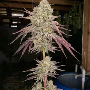 Caps Frozen Lemons (Capulator) (Shipping Only)