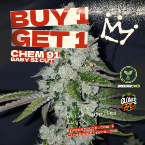 Chem 91 (Buy One Get One FREE)(Gaby's Cut)
