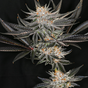 Ztopia (Green Dot Labs) (Shipping Only)