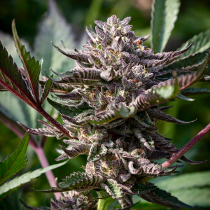 Otter Popz (Fields Family Farmz) (Shipping Only)