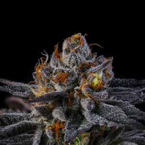 Rainbow Runtz (Growers Choice) (Shipping Only)