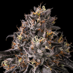 Blue Andeze (Conception Nurseries) (Shipping Only)