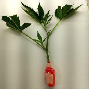 3 Unrooted Clone Snips (Shipping Only)