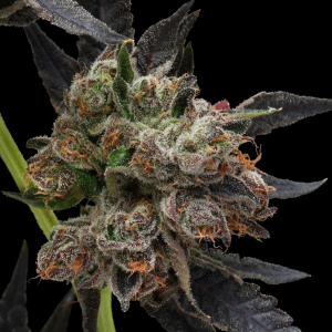 Obama Runtz (Gaby's Collection) (Shipping Only)