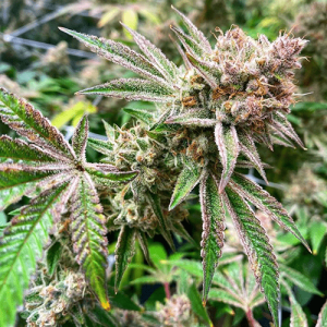 Orangutan Titties (Exotic Genetix) (Shipping Only)