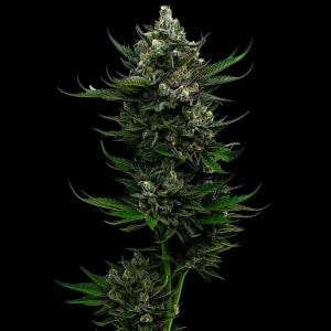 Humboldt Seed Co - All Gas OG (5 pk)(Fems)