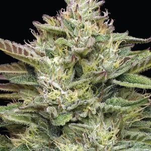 Humboldt Seed Co - Blueberry Cupcake (5 pk)(Fems)