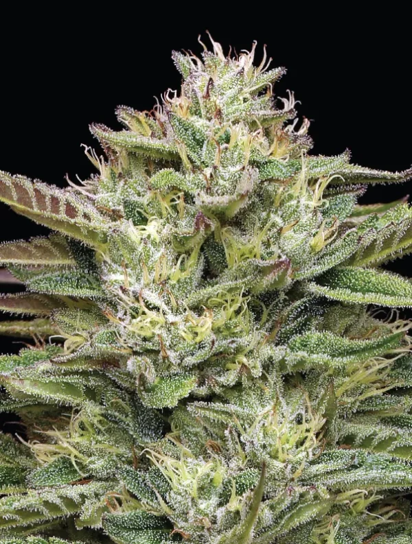 Humboldt Seed Co - Blueberry Cupcake (5 pk)(Fems)