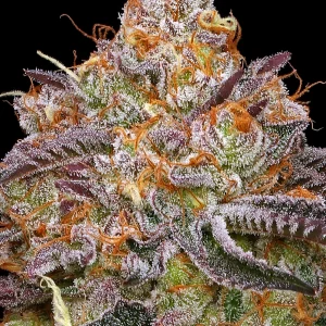 Humboldt Seed Co - Granny Candy (5 pk) (Fems)