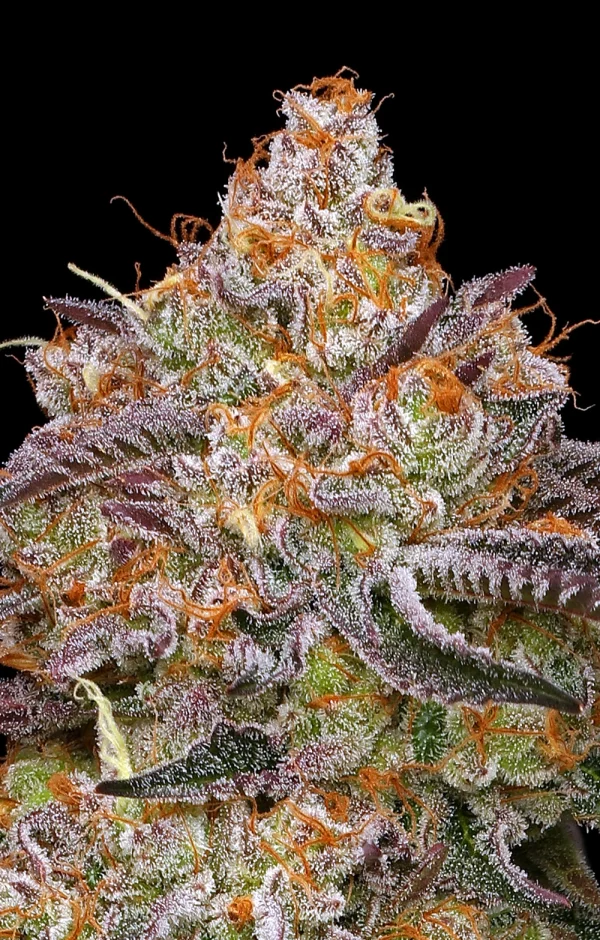 Humboldt Seed Co - Granny Candy (5 pk) (Fems)