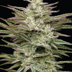 Humboldt Seed Co - Jelly Donutz (5 pk)(Fems)