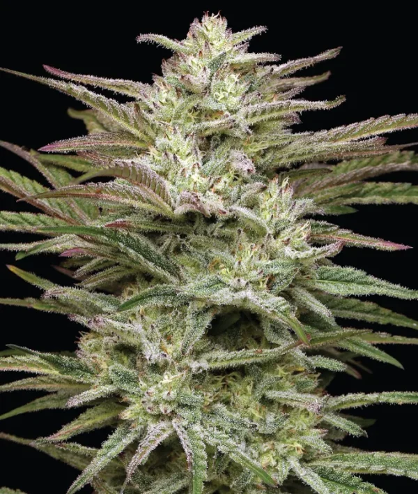 Humboldt Seed Co - Jelly Donutz (5 pk)(Fems)