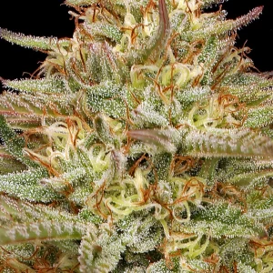 Humboldt Seed Co - Orange Creampop (5 pk)(Fems)