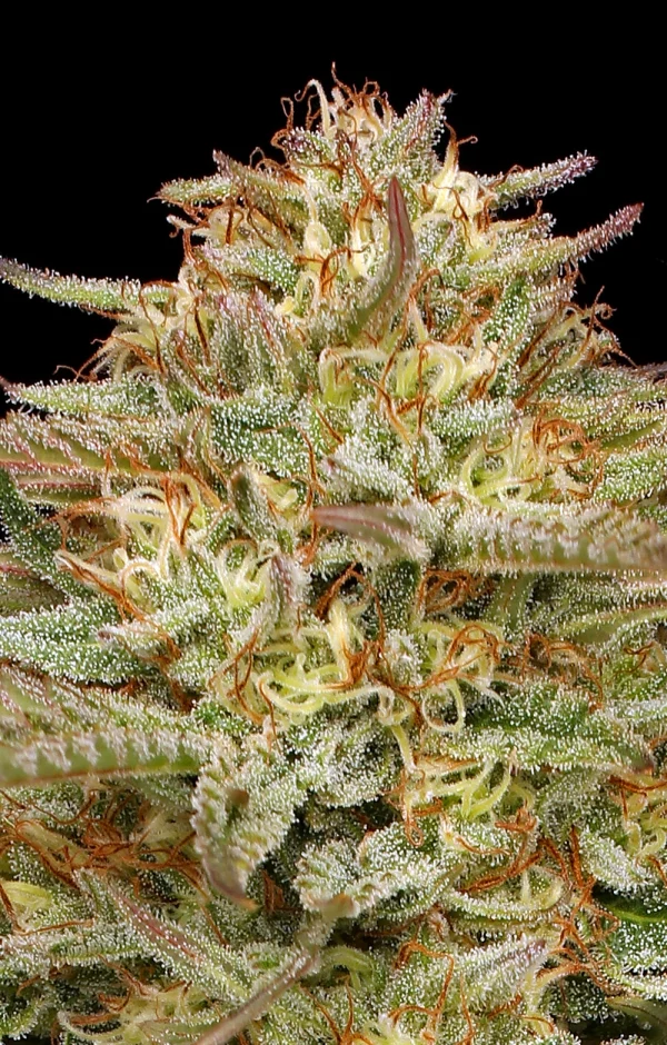 Humboldt Seed Co - Orange Creampop (5 pk)(Fems)