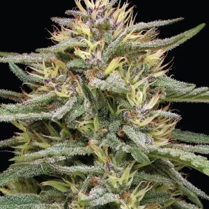 Humboldt Seed Co - Rasberry Parfait (5 pk)(Fems)