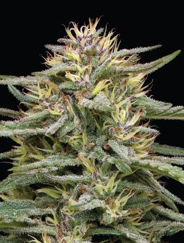 Humboldt Seed Co - Rasberry Parfait (5 pk)(Fems)