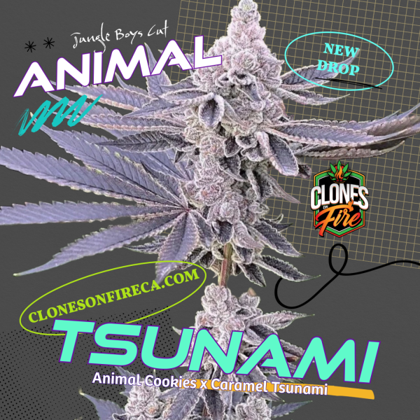 3-Pack New Drops - Image 3