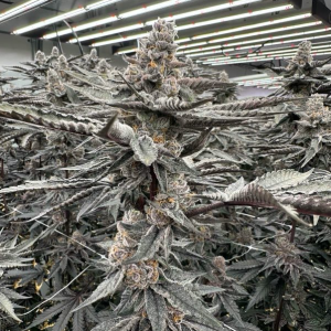 Blue Taffeze (Kounter Kulture) (Shipping Only)