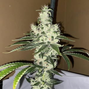 Sour Diesel (Notsodog Cut) (Shipping Only)