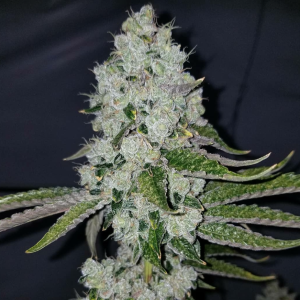 Chem 91 (Gaby’s Collection) (Shipping Only)