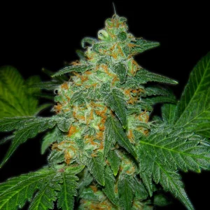Sweet Tooth (Breeder Steve Cut) (Shipping Only)