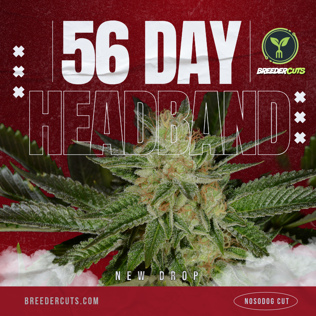 56 HEADBAND
