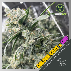 Golden Goat x GDP  (Shoreline Genetics) (Shipping Only)
