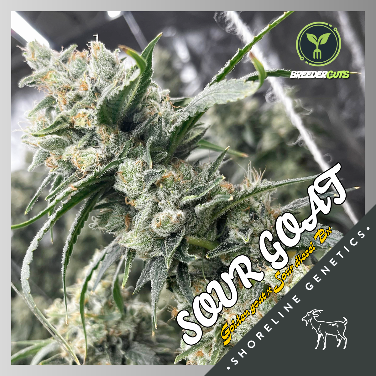 SOUR GOAT