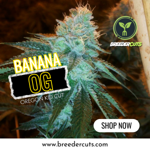 Banana OG (Orgnkid Cut) (Shipping Only)