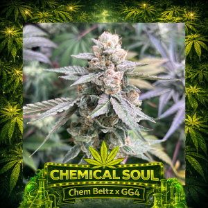 Elev8 Seeds - Chemical Soul (6 pk)(Fems)