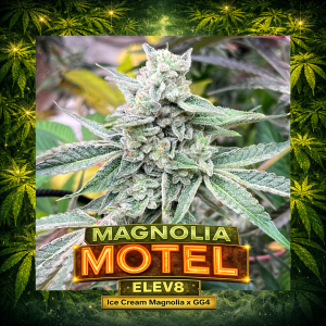 Elev8 Seeds - Magnolia Motel (6 pk)(Fems)