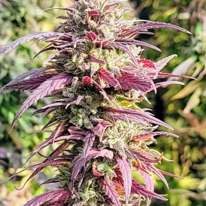ACDC CBD Hemp Clone (4 Pack)