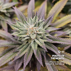 Elev8 Seeds - Bacio Gelato S1 (6 pk)(Fems)