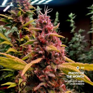 Elev8 Seeds - Black Ridge Strawberry (6 pk)(Fems)