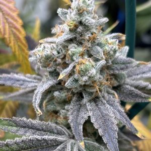 Elev8 Seeds - Cat Piss Canyon (6 pk)(Fems)