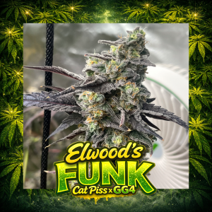 Elev8 Seeds - Elwoods Funk (6 pk)(Fems)